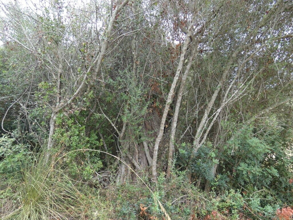 Terreno Non Edificato in vendita in Capdepera - 399.000 € (Rif: 10182635)