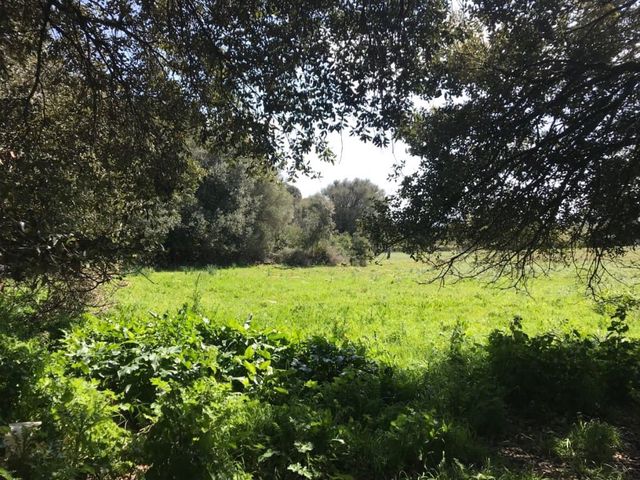Tomt till salu i Artà - 633 000 € (Ref: 4288326)