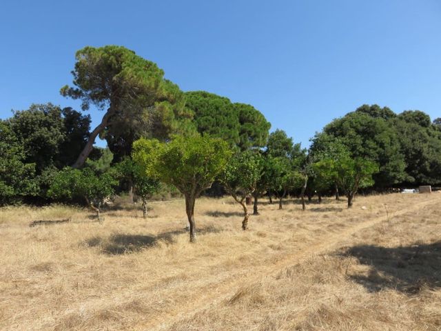 Tomt till salu i Artà - 633 000 € (Ref: 4288326)
