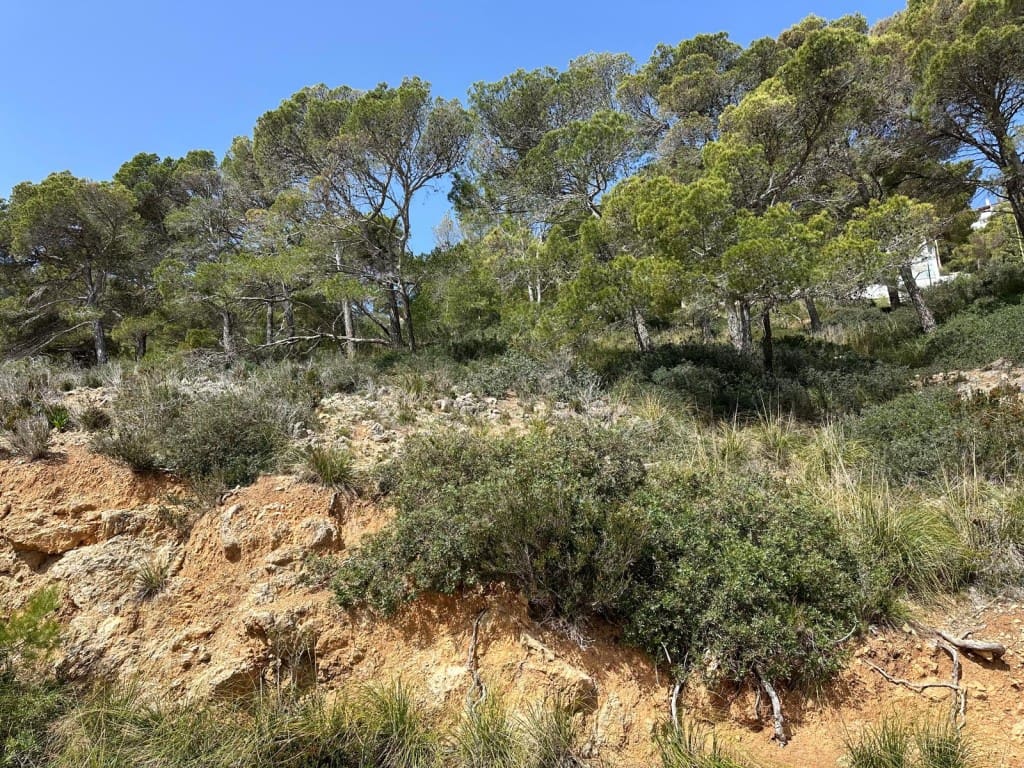 Byggetomt til salgs i Canyamel - € 170 000 (Ref: 5216661)