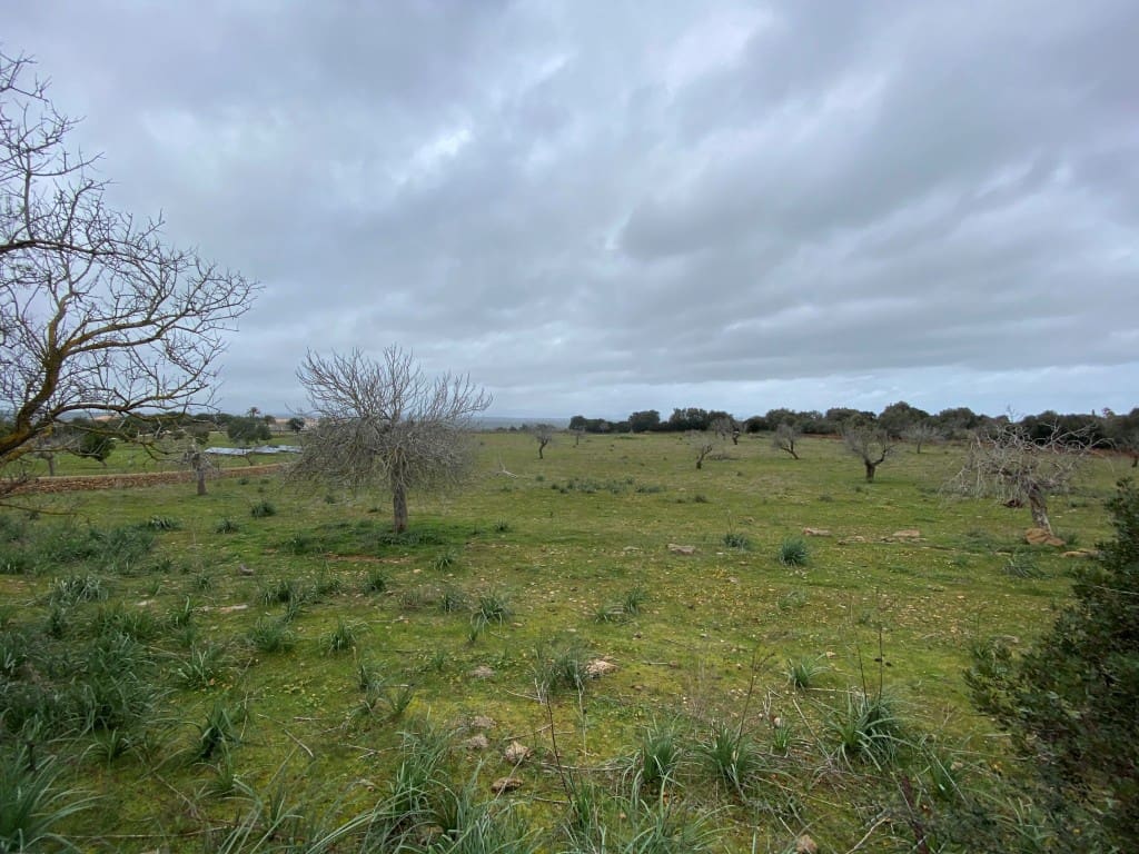 Rakentamaton maa myytävänä paikassa Manacor - 880 000 € (Ref: 5946061)