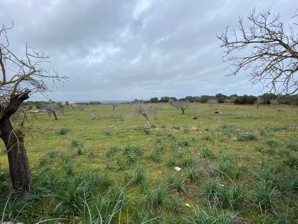 Rakentamaton maa myytävänä paikassa Manacor - 880 000 € (Ref: 5946061)