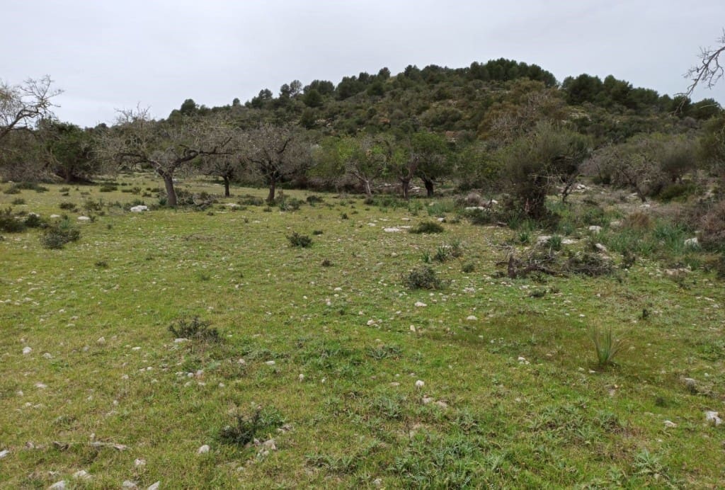 Finca/Herregård til salgs i Arta - € 1 650 000 (Ref: 6904640)