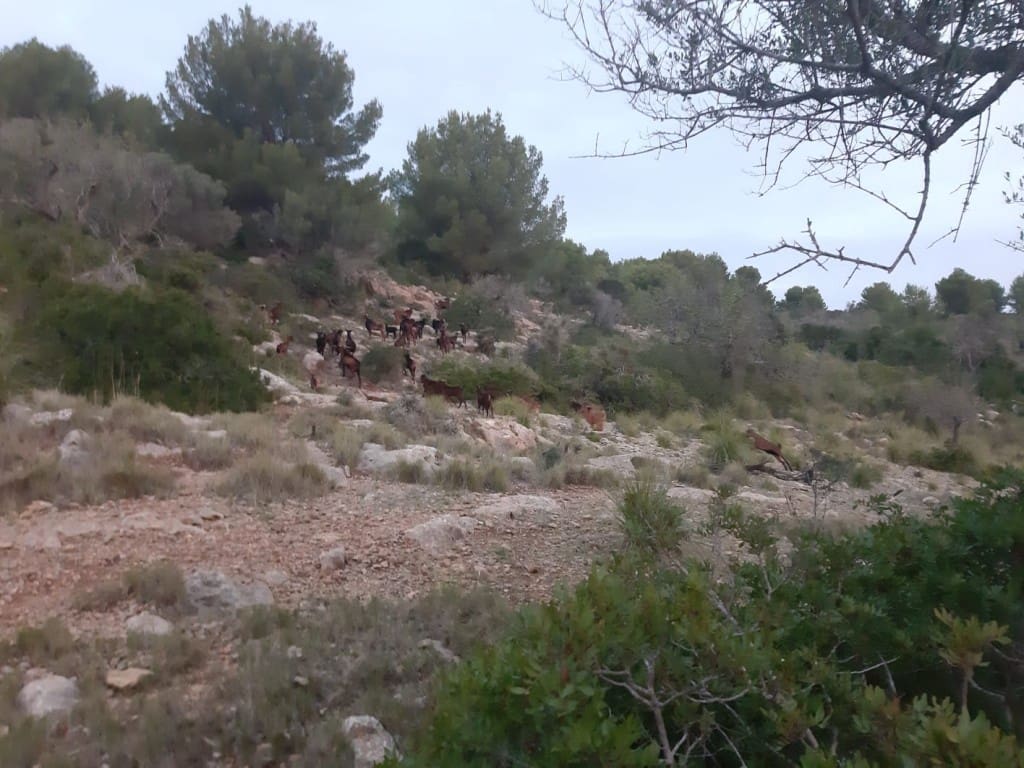 Finca/Herregård til salgs i Arta - € 1 650 000 (Ref: 6904640)