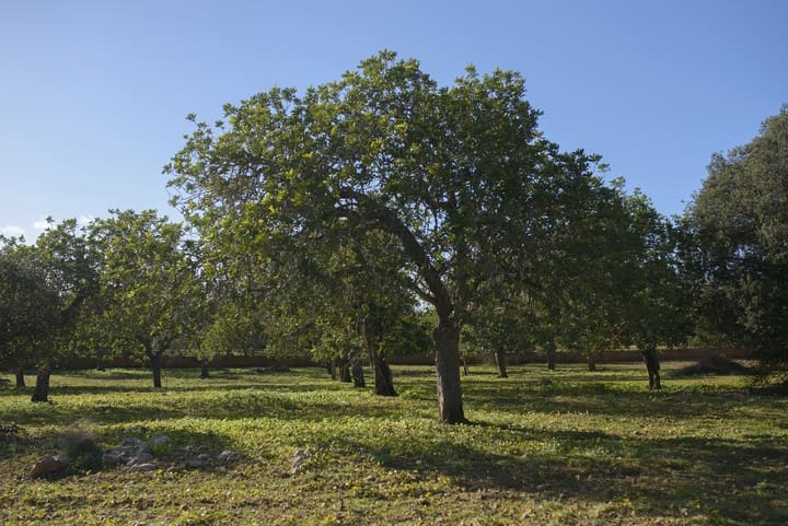 Tomt till salu i Capdepera - 298 000 € (Ref: 8797182)