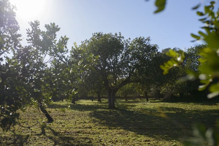 Tomt till salu i Capdepera - 298 000 € (Ref: 8797182)