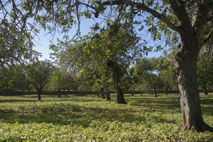 Tomt till salu i Capdepera - 298 000 € (Ref: 8797182)