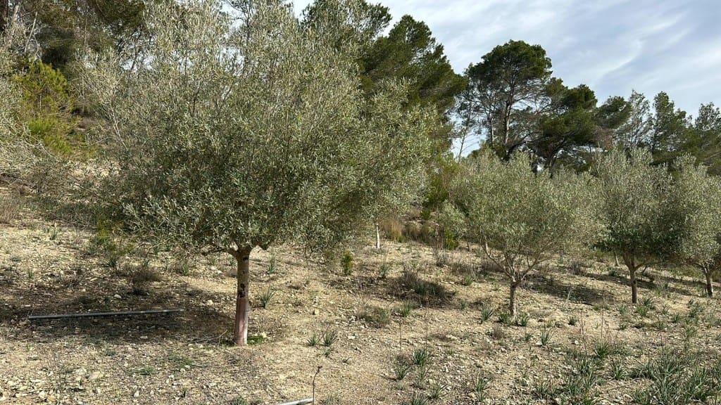 3 soveværelse Finca/Landehus til salg i Sineu med swimmingpool - € 850.000 (Ref: 8834155)