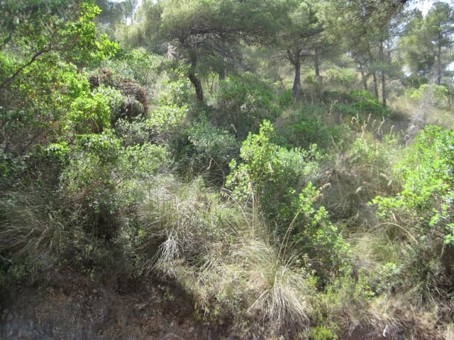 Building Plot for sale in Canyamel, Capdepera - € 387,200 (Ref: 8879490)
