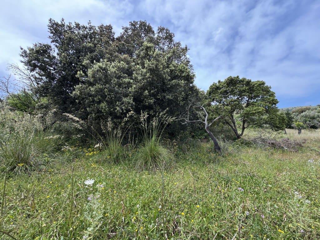 2 quarto Quinta/Casa Rural para venda em Arta - 525 000 € (Ref: 8985826)