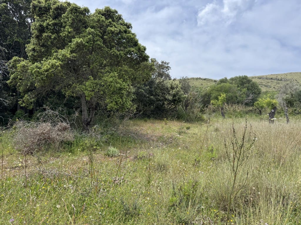 2 quarto Quinta/Casa Rural para venda em Arta - 525 000 € (Ref: 8985826)