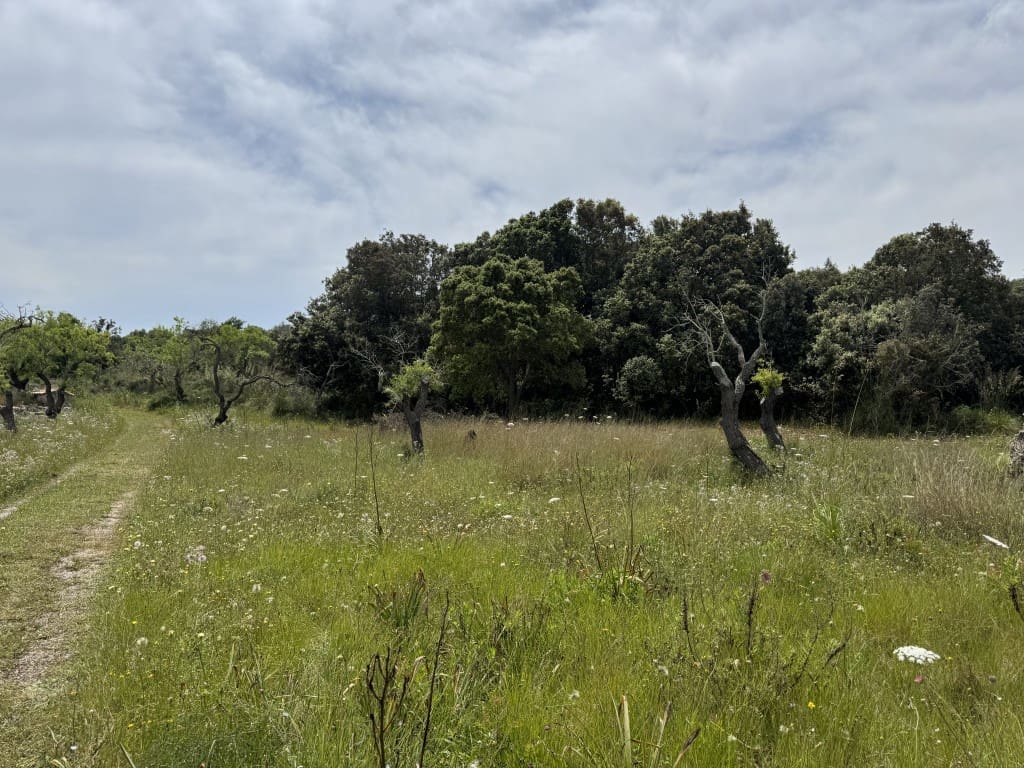 2 quarto Quinta/Casa Rural para venda em Arta - 525 000 € (Ref: 8985826)