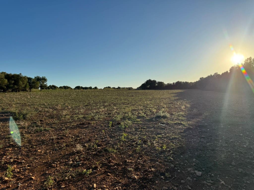 Tontti myytävänä paikassa Vilafranca de Bonany - 295 000 € (Ref: 9550921)