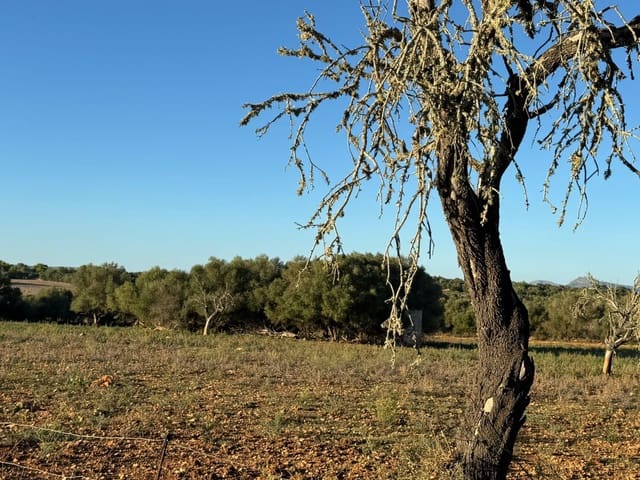 Tontti myytävänä paikassa Vilafranca de Bonany - 295 000 € (Ref: 9550921)