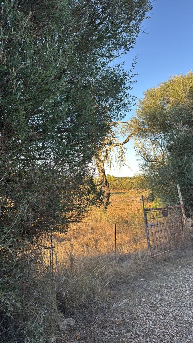 Tontti myytävänä paikassa Vilafranca de Bonany - 295 000 € (Ref: 9550921)