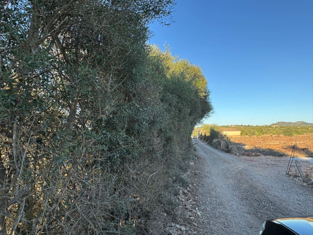 Tontti myytävänä paikassa Vilafranca de Bonany - 295 000 € (Ref: 9550921)