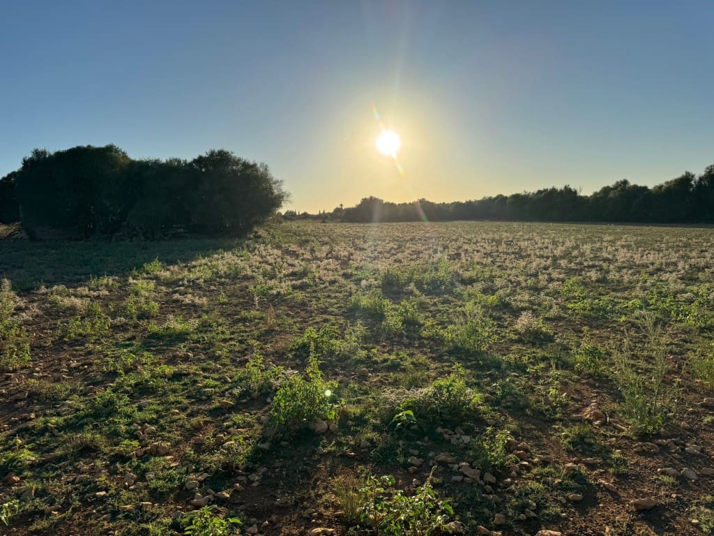 Tontti myytävänä paikassa Vilafranca de Bonany - 295 000 € (Ref: 9550921)