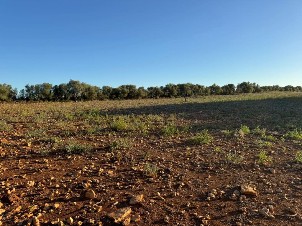 Tontti myytävänä paikassa Vilafranca de Bonany - 295 000 € (Ref: 9550921)