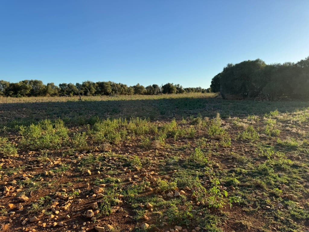 Tontti myytävänä paikassa Vilafranca de Bonany - 295 000 € (Ref: 9550921)