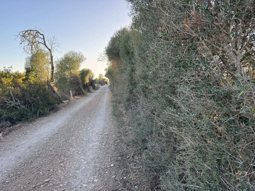 Tontti myytävänä paikassa Vilafranca de Bonany - 295 000 € (Ref: 9550921)