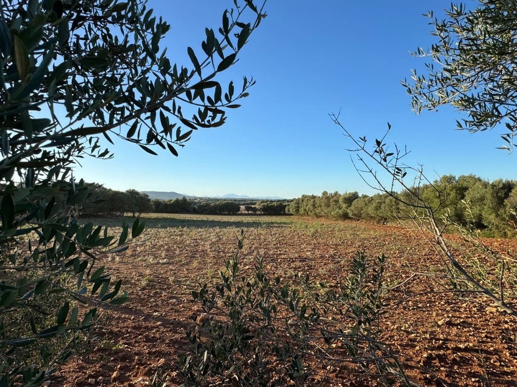 Tontti myytävänä paikassa Vilafranca de Bonany - 295 000 € (Ref: 9550921)