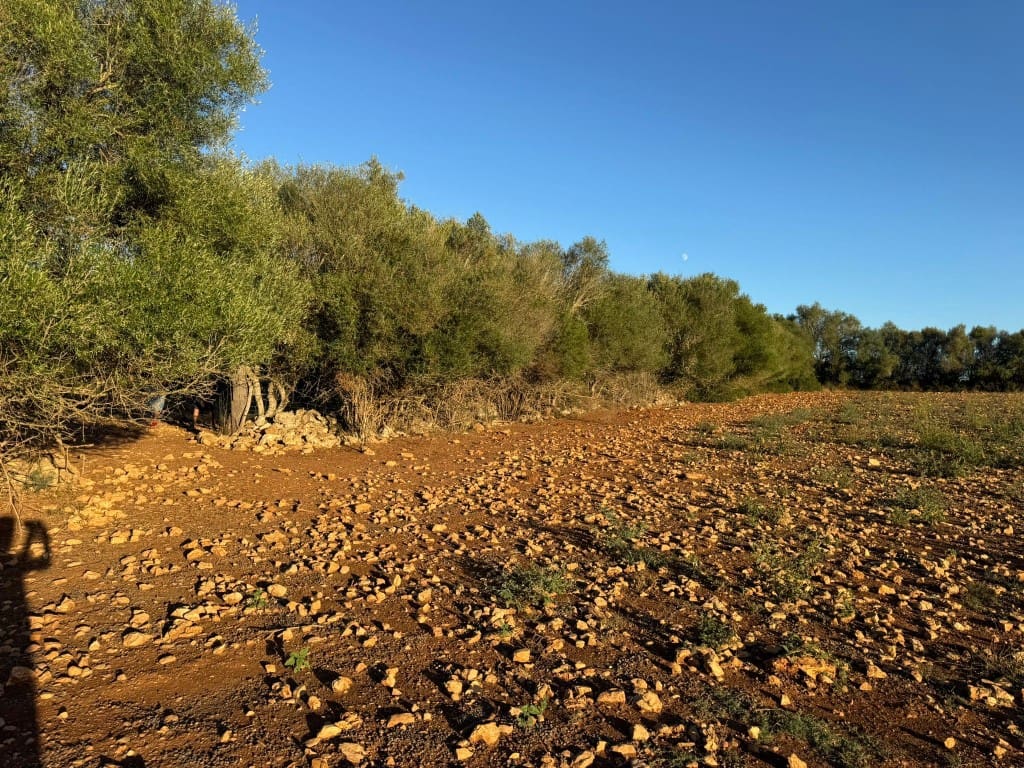 Tontti myytävänä paikassa Vilafranca de Bonany - 295 000 € (Ref: 9550921)