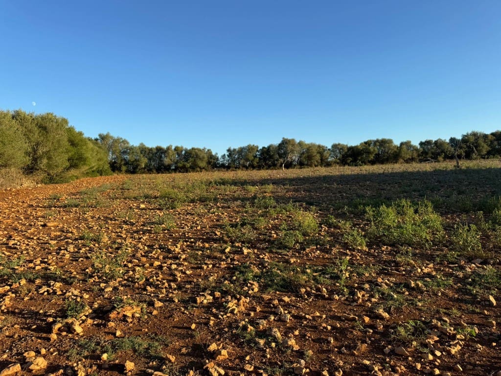 Tontti myytävänä paikassa Vilafranca de Bonany - 295 000 € (Ref: 9550921)