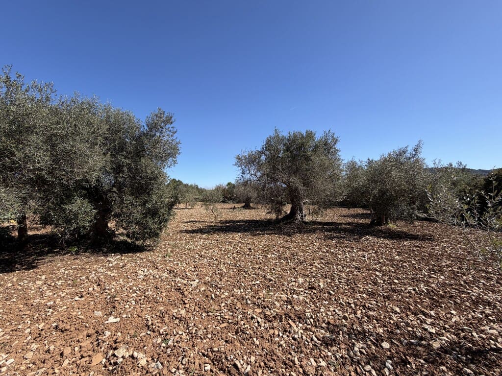 Grond te koop in Capdepera - € 50.000 (Ref: 9777835)