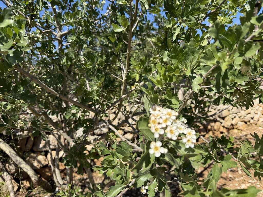 Grond te koop in Capdepera - € 50.000 (Ref: 9777835)