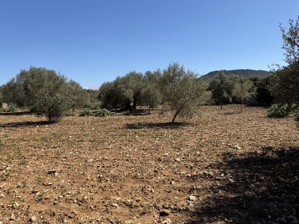 Grond te koop in Capdepera - € 50.000 (Ref: 9777835)