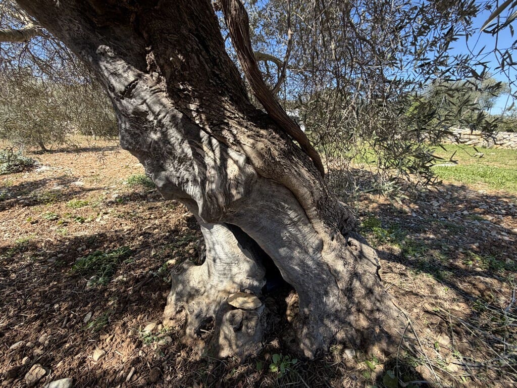 Grond te koop in Capdepera - € 50.000 (Ref: 9777835)