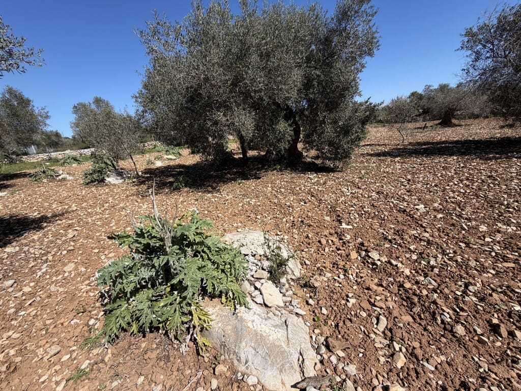 Grond te koop in Capdepera - € 50.000 (Ref: 9777835)