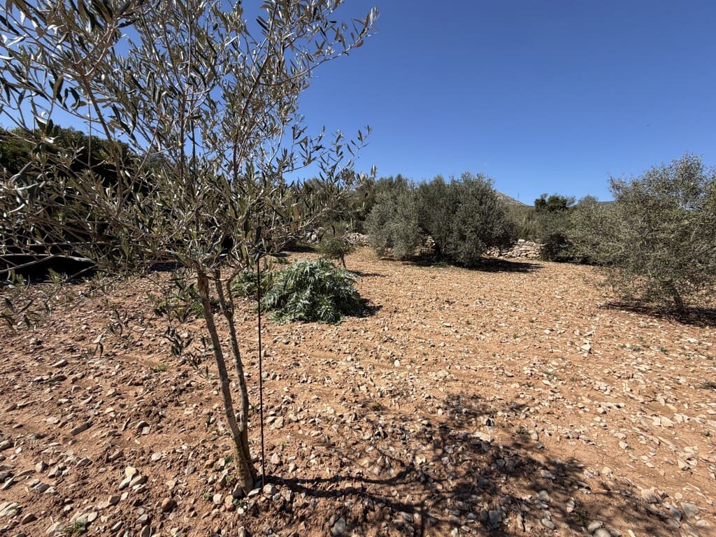 Grond te koop in Capdepera - € 50.000 (Ref: 9777835)