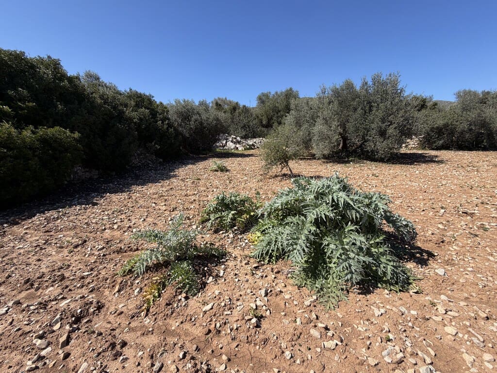 Grond te koop in Capdepera - € 50.000 (Ref: 9777835)