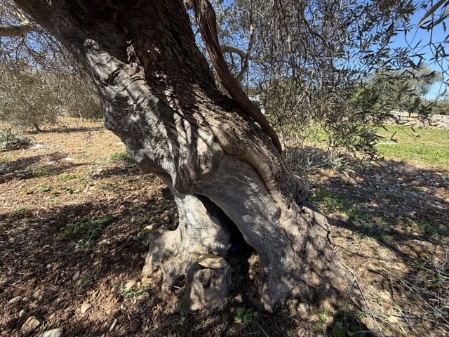 Grond te koop in Capdepera - € 50.000 (Ref: 9777835)