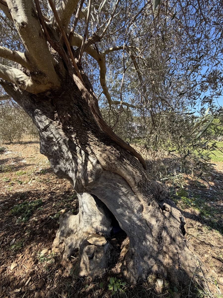 Grond te koop in Capdepera - € 50.000 (Ref: 9777835)