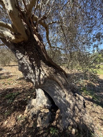 Grond te koop in Capdepera - € 50.000 (Ref: 9777835)