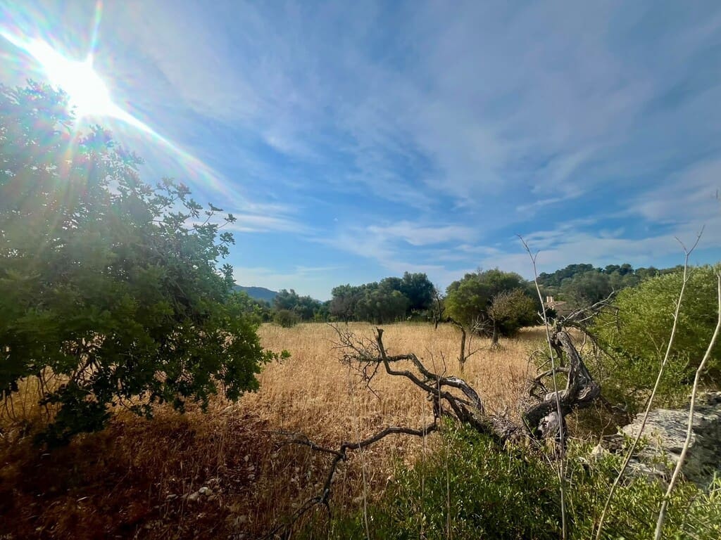 Grunde uden byggetilladelser til salg i Arta - € 80.000 (Ref: 9959377)