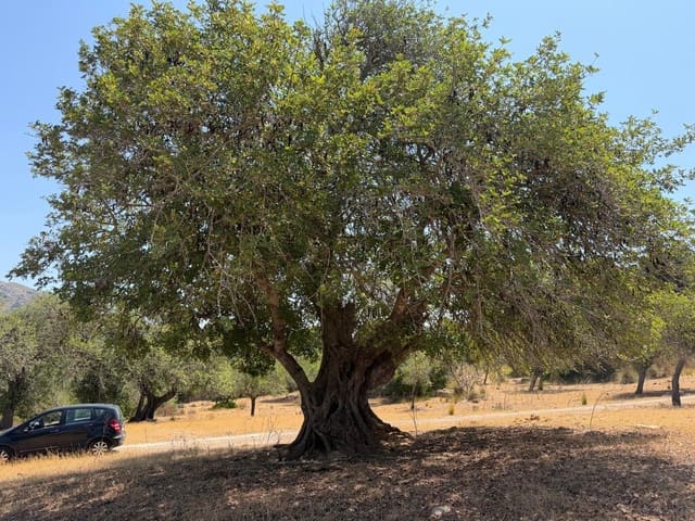 4 slaapkamer Finca/Landhuis te koop in Artà - € 1.250.000 (Ref: 9993913)