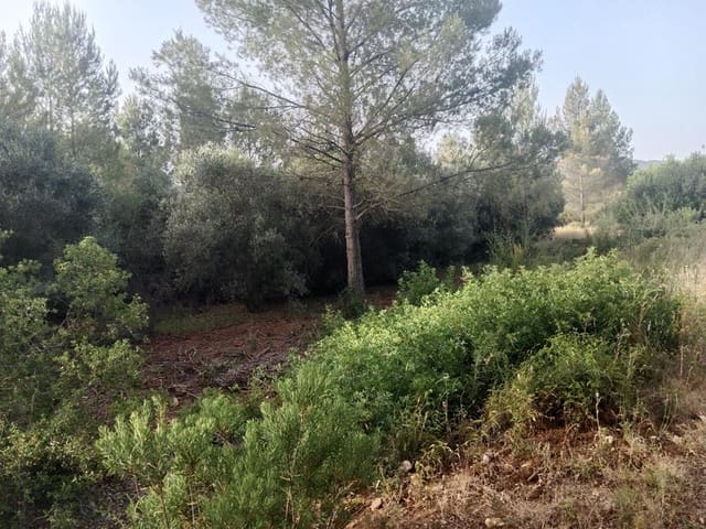 Undeveloped Land for sale in Alcalalí / Alcanalí - € 24,000 (Ref: 6955706)