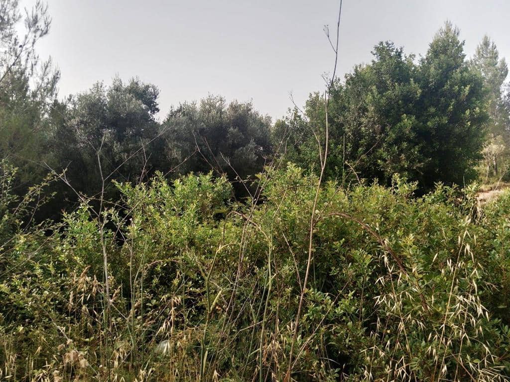 Grond te koop in Alcalali / Alcanali - € 28.000 (Ref: 6955707)