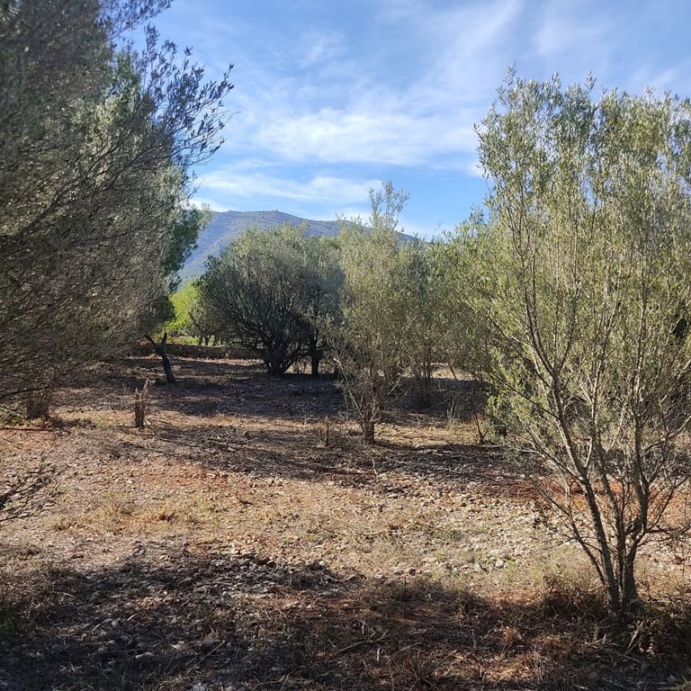 Terreno Non Edificato in vendita in Alcalali / Alcanali - 165.000 € (Rif: 8426898)