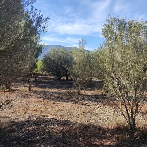 Undeveloped Land for sale in Alcalalí / Alcanalí - € 165,000 (Ref: 8426898)