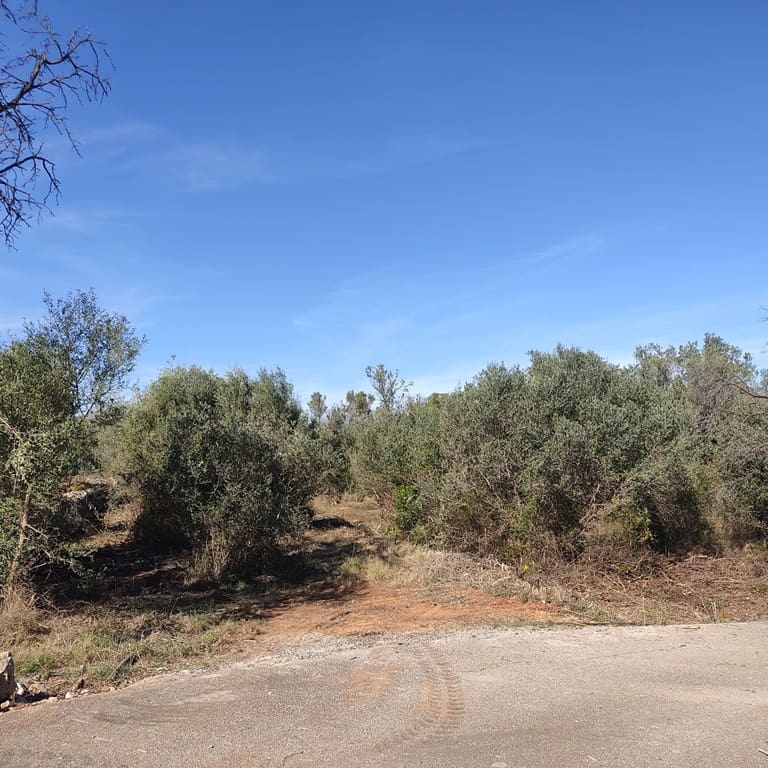 Terreno Non Edificato in vendita in Alcalali / Alcanali - 165.000 € (Rif: 8426898)