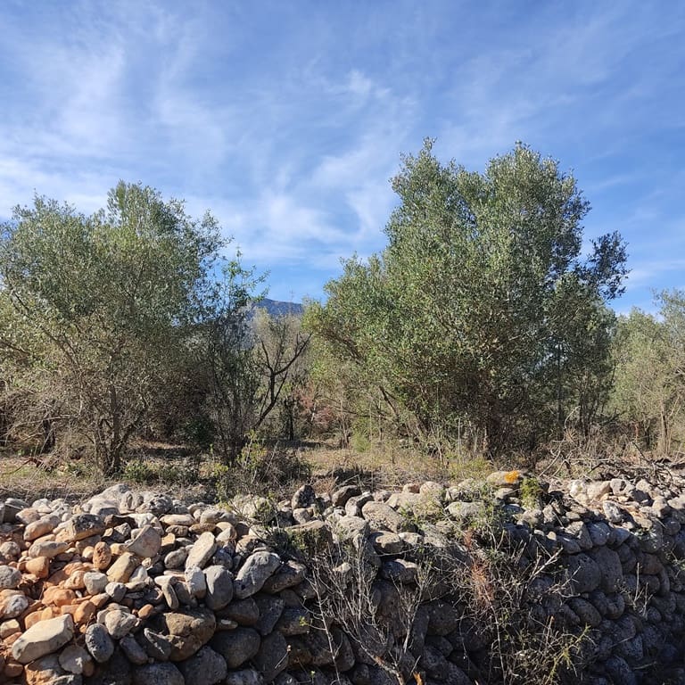 Terreno Non Edificato in vendita in Alcalali / Alcanali - 165.000 € (Rif: 8426898)