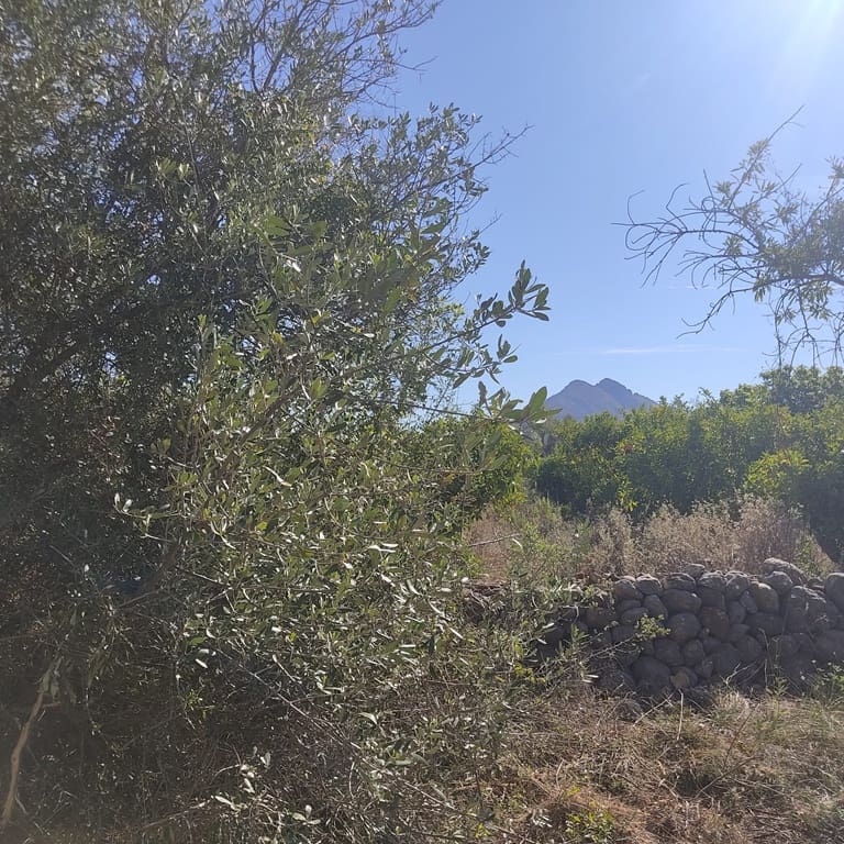 Terreno Non Edificato in vendita in Alcalali / Alcanali - 165.000 € (Rif: 8426898)