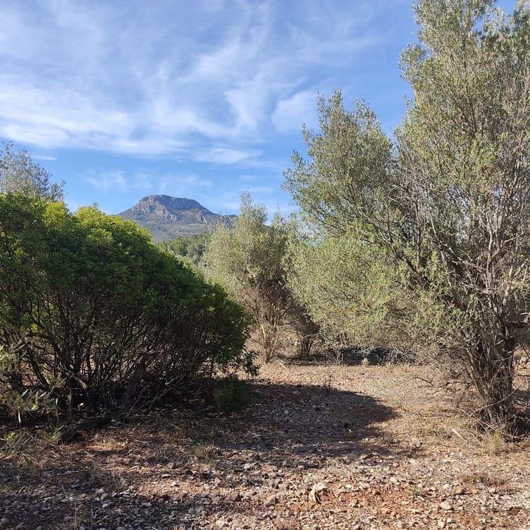 Terreno Non Edificato in vendita in Alcalali / Alcanali - 165.000 € (Rif: 8426898)