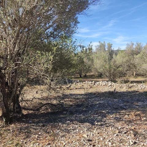 Undeveloped Land for sale in Alcalalí / Alcanalí - € 165,000 (Ref: 8426898)