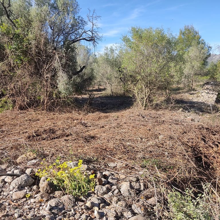 Terreno Non Edificato in vendita in Alcalali / Alcanali - 165.000 € (Rif: 8426898)