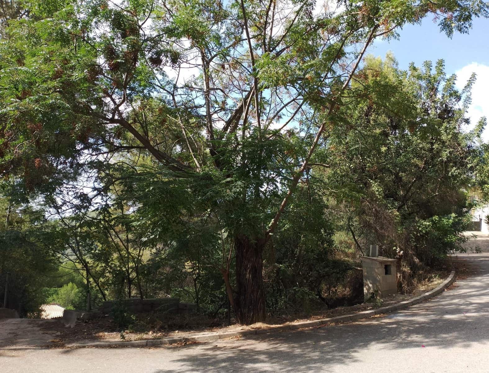 Byggetomt til salgs i Real de Gandia - € 47 900 (Ref: 7736985)